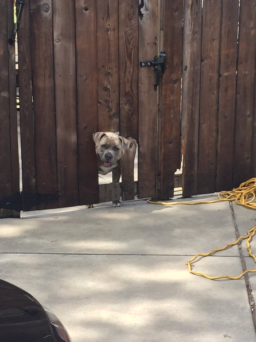 HannahHschroth's tweet photo. I️ love my sweet pitbull baby #savethepits https://t.co/UGDbsZV3wu