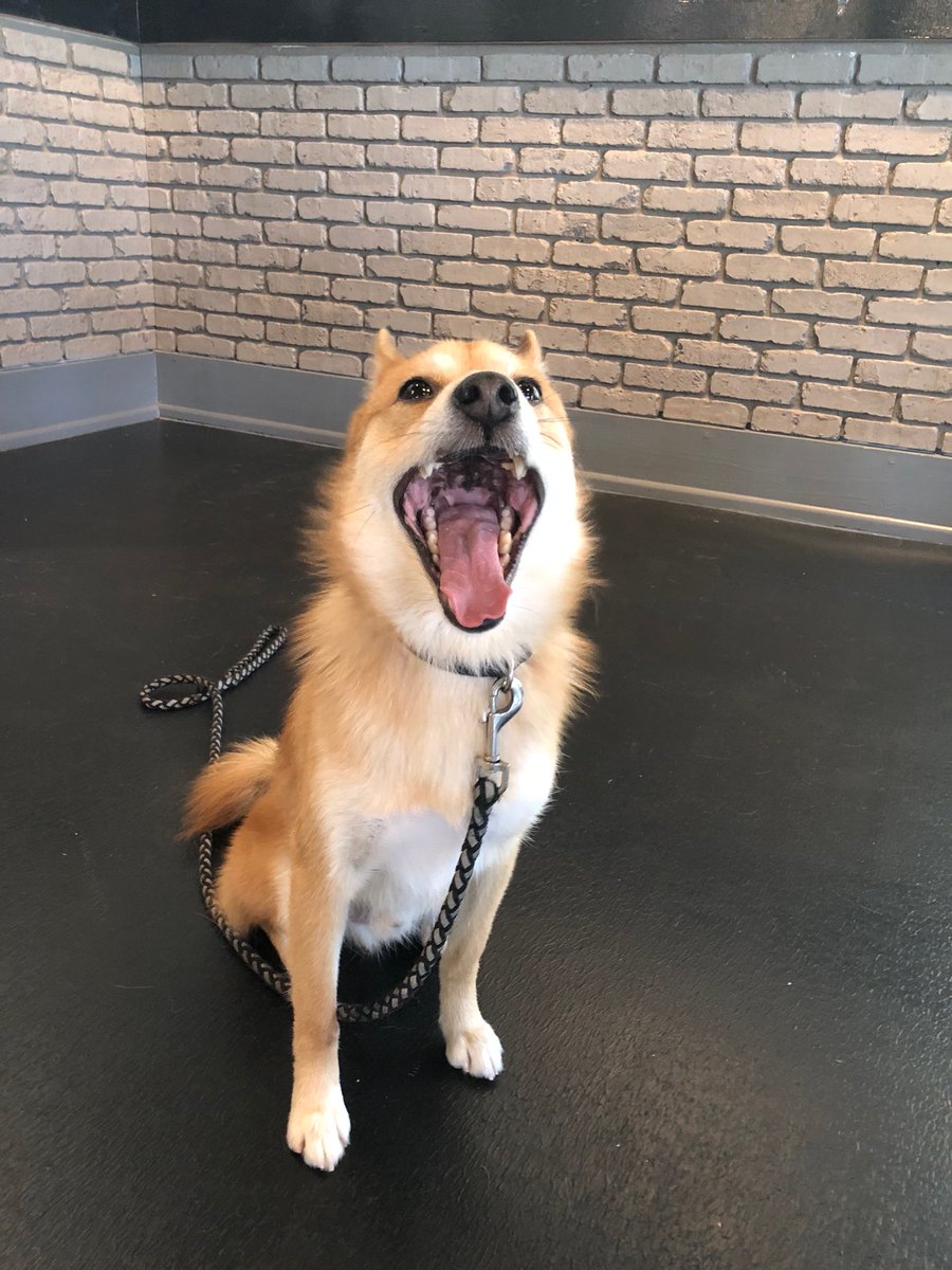 CoolToTheBean's tweet photo. Meet Ryu: our first #DogsOfCoolBeans pup! He’s a Shiba Inu/Pomeranian mix and he loves adventures, his mamas, and people, but he’s shy ☺️ https://t.co/jrEVnEgTLt