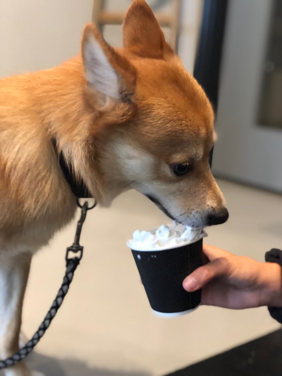 Meet Ryu: our first #DogsOfCoolBeans pup! He’s a Shiba Inu/Pomeranian mix and he loves adventures, his mamas, and people, but he’s shy ☺️