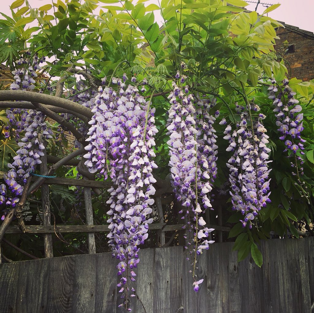 VickyNewham's tweet photo. Hardly seen any wisteria this year. This is my second in Whitstable. The cold-hot-cold seems to have hit so many plants. I’ve seen it with the bluebells, and my jasmine &amp; lime have snuffed it. Anyhoo - these are gorgeous. #StreamWalk https://t.co/Joy8Z2LcAK