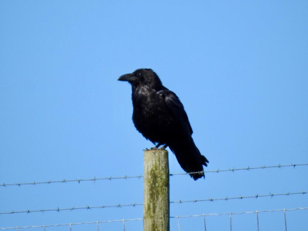 RichardThomlin2's tweet photo. Sunny day at #StBeesHead @RSPB_N_England @RSPBbirders with @Matthew72971990 Black guillemot, peregrine, raven, wheatear, stonechat, puffin, razorbill, c guillemot, gannet, fulmar & kittiwake https://t.co/Hhz8V2vw6D