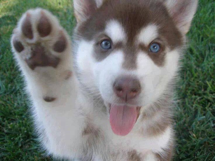 High Five! Does your #dog know any cool #tricks? Comment below and let us know which ones! #K9Resorts