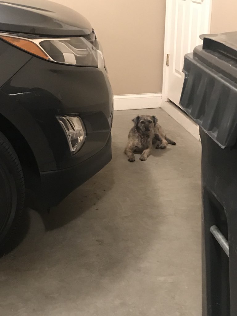 MirandaHope1229's tweet photo. My dog last night &amp; then today.... hide and seek??🤔 https://t.co/5XybC3gOBf