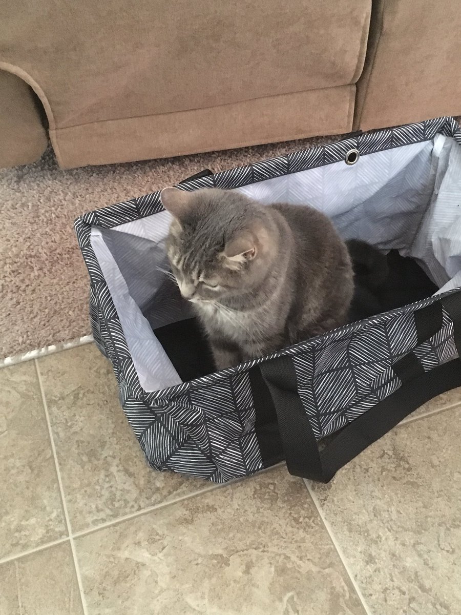 SmokeyMinou's tweet photo. Thank you for buying a @ThirtyOne bag for me mom! This bag is my new favorite place to sit! #CatsOfTwitter #meow https://t.co/9MmRu6yjvc