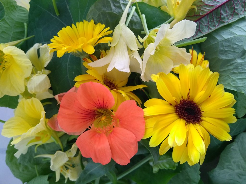 TrifectaEco's tweet photo. In today's #WeeklyHarvest: edible flowers! We're showing our members how these beauties can be used to spice up any dish. Have you changed the way you eat yet? https://t.co/Zq5OFXqhJu #AquaponicsGrown #urbanfarming https://t.co/ofZhC4tj32
