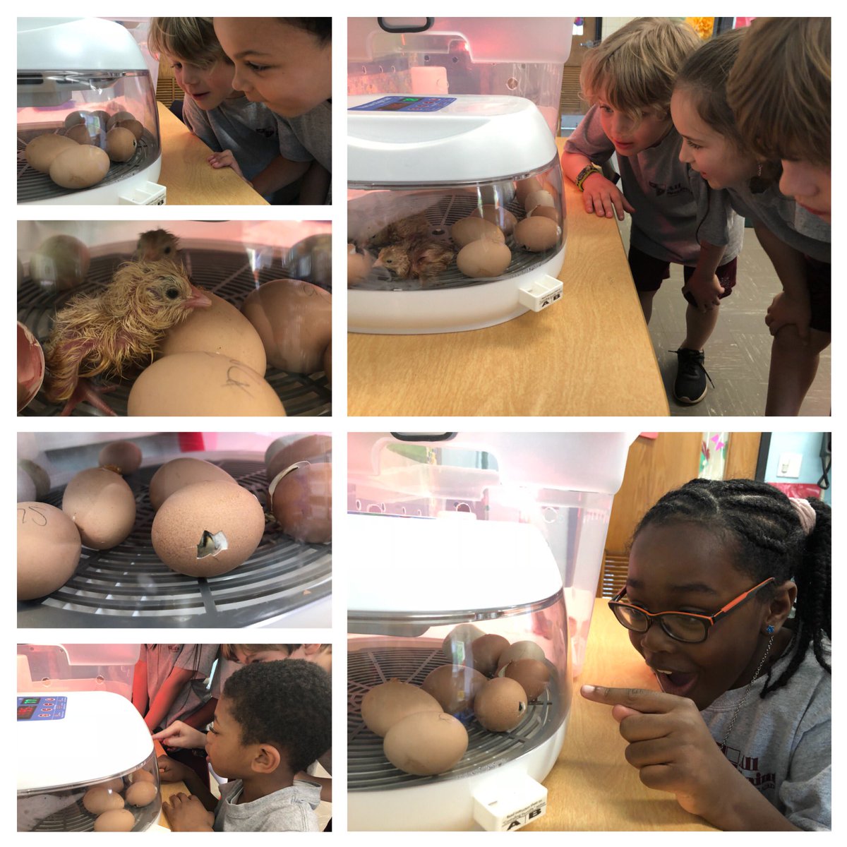 ASCAfirstgrade's tweet photo. Students were beyond excited today watching the chicks hatch! @RCDASchools @ASCA_Albany https://t.co/NLeoNv7B5A