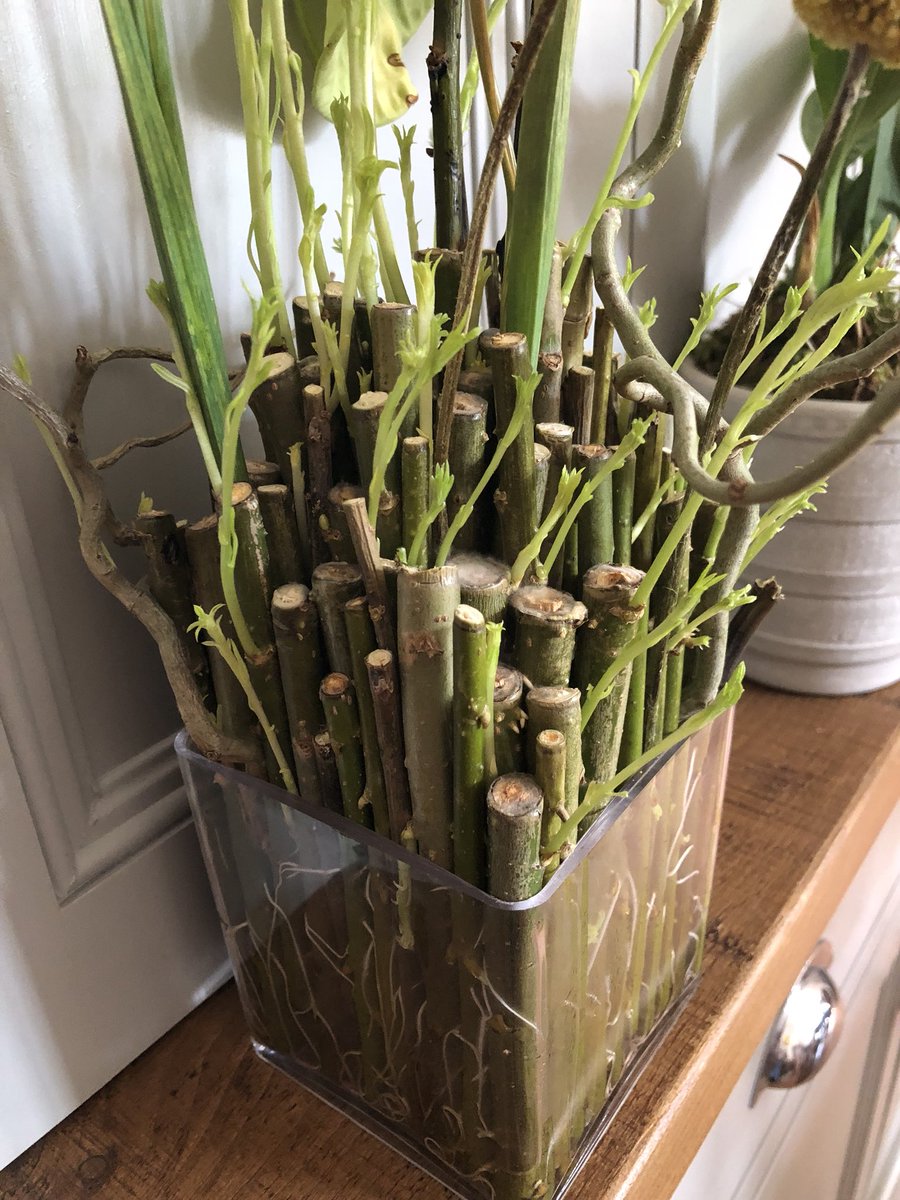 This no floral foam arrangement has started to sprout thus starting the life cycle of the willow used all over again... #nofloralfoam #WorcestershireHour #worcesterflorist #florist #willow #sweetgingerflowers #thinkflowersthinkflorist