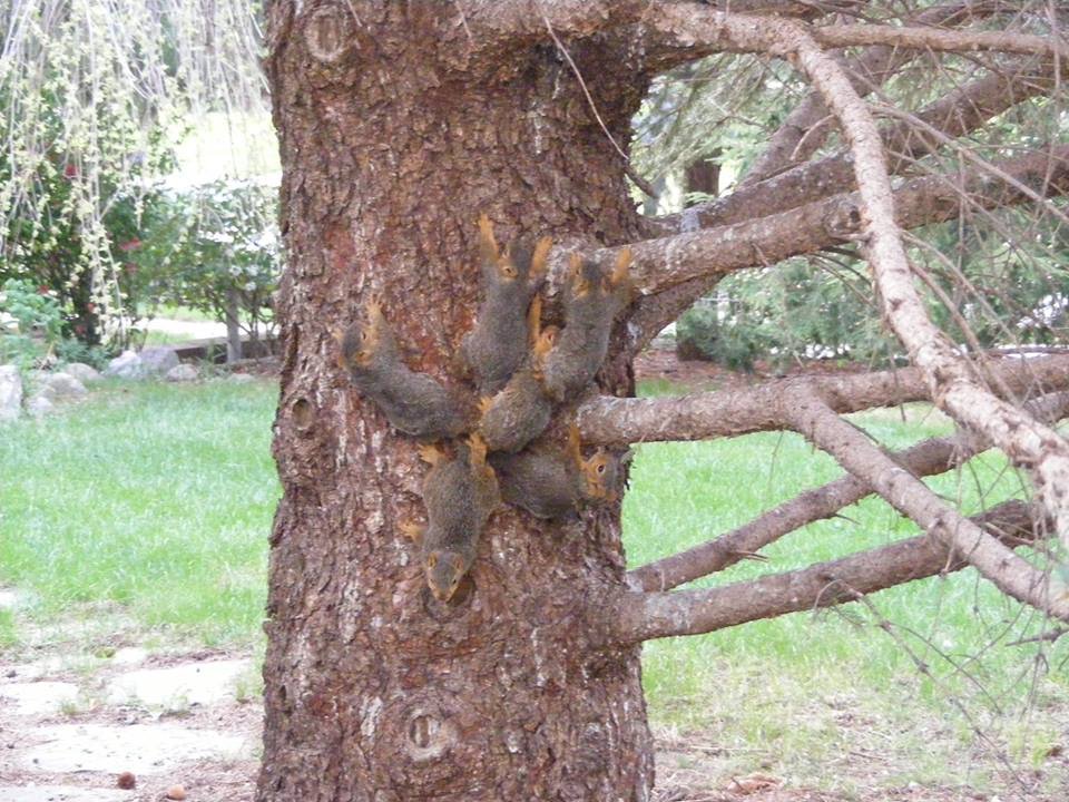NEHumaneSociety's tweet photo. Here's your weird story of the week, courtesy of our Animal Control Officers. They got a call for 6 baby squirrels in distress - their tails were tangled together and they were moving as a unit! https://t.co/bGZTczJyVY