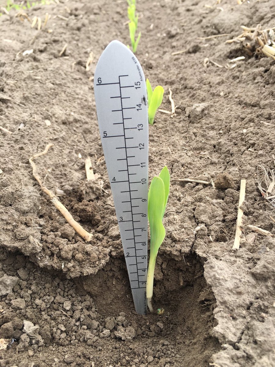 msimsW900L's tweet photo. Emergence checks and stand counts. Early detection of what went right or wrong is key in diagnosing issues later. https://t.co/8LhL9a5WsG
