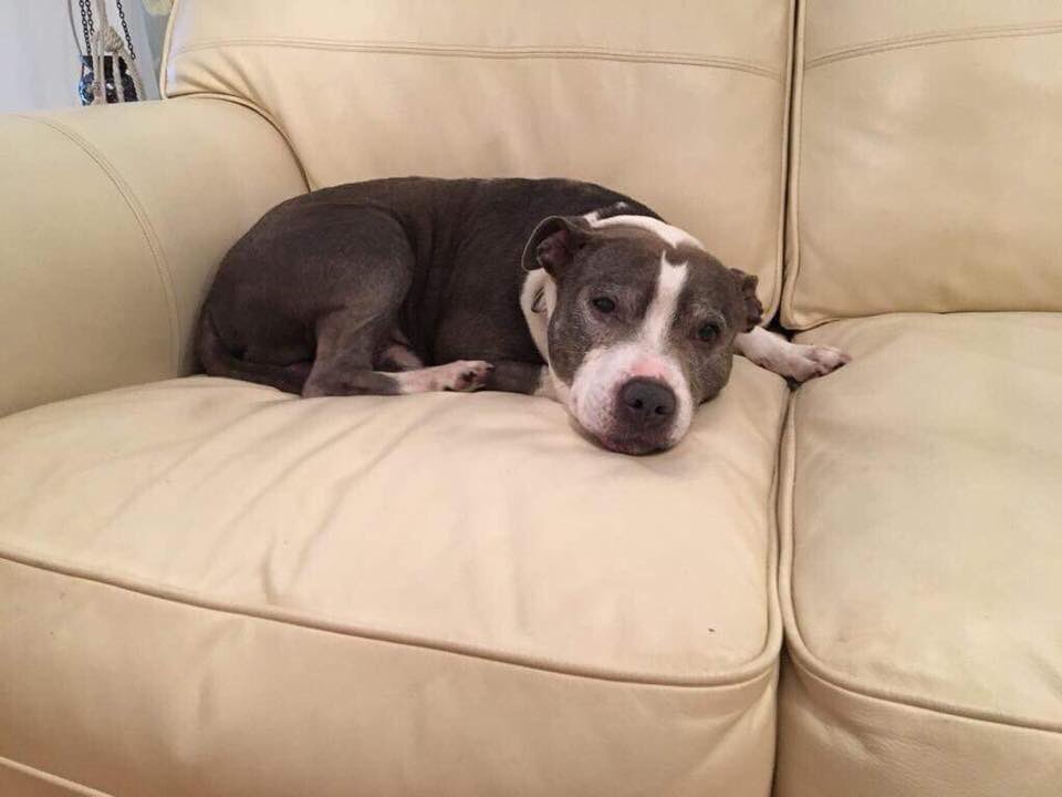 FindWentworth's tweet photo. #loosewomen we would appreciate a RT so badly for #stolen Wentworth π
He needs urgent medication and his human Mumma desperately misses him π’
A RT will help get him #TooHotToHandleUK #findstolenwentworth
@NolanColeen @StaceySolomon @KatiePrice @TheJaneMcDonald @nadiasawalha https://t.co/wXrGmSrKKO