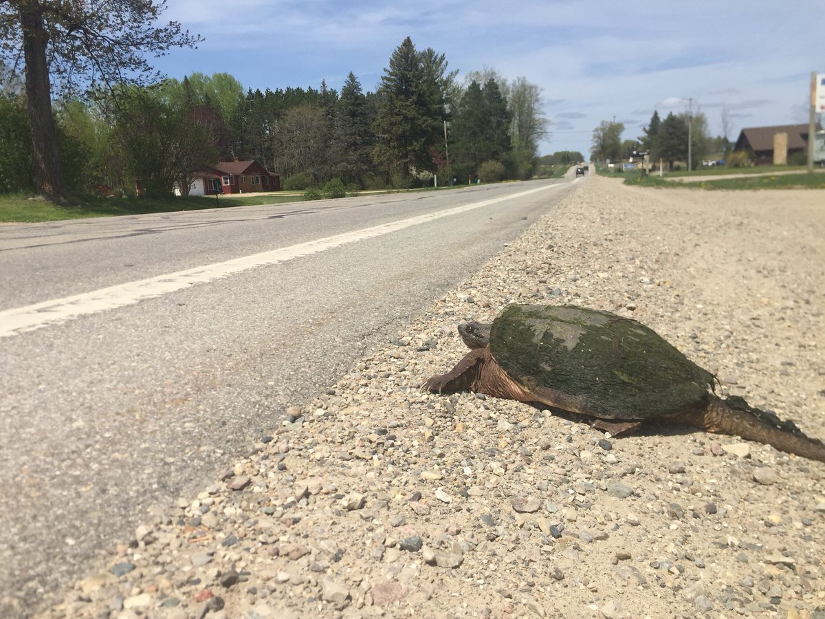 NewsManBoyer's tweet photo. Another whopper #turtlesave for the books! https://t.co/aKltiLSLaR