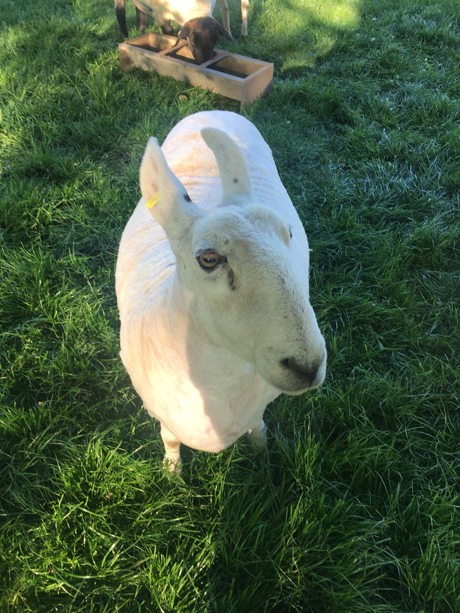 samchandler_'s tweet image. Hattie newly shorn! Job done! #shepherding