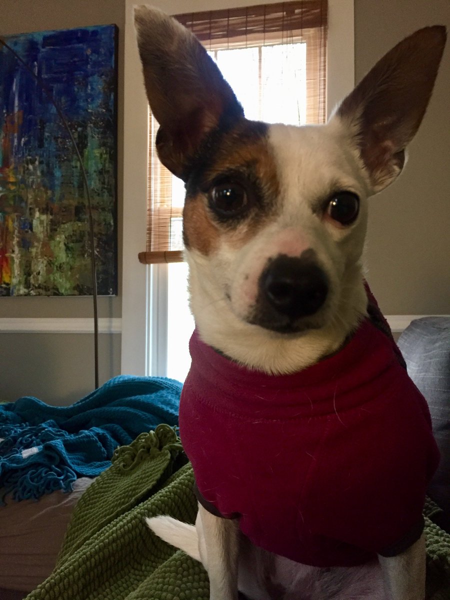 Our #PinkyPiglet is 4 years old today!

#RatChi