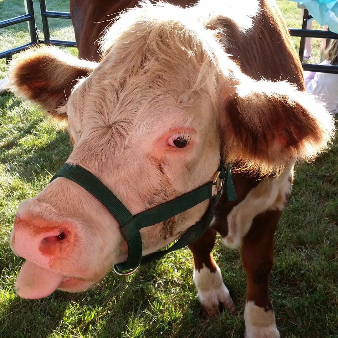 VanMetreKinder's tweet photo. @KatieFreier @SlackwoodSchool @cassandra3201 @MissCook998 @MsLiwacz @JayBilly2 @sharcivil @SlackwoodART This is my nephew Dozer. He lives on my sister’s farm. He likes to eat cupcakes!  I don’t have any pets myself but I can visit her farm whenever I want to play with animal friends. https://t.co/gxKjon8XbQ