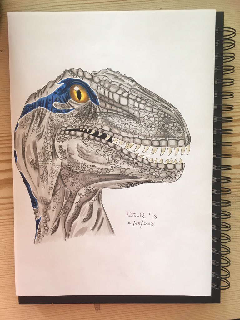 Pixies And Pencils My Drawing Of Blue As An Adult Blue Jurassicworldfallenkingdom Jurassicpark Raptors Raptor Raptorsquad Art Artist Artistsoninstagram Fanart Dino Dinosaur T Co B0wkk3yfb0