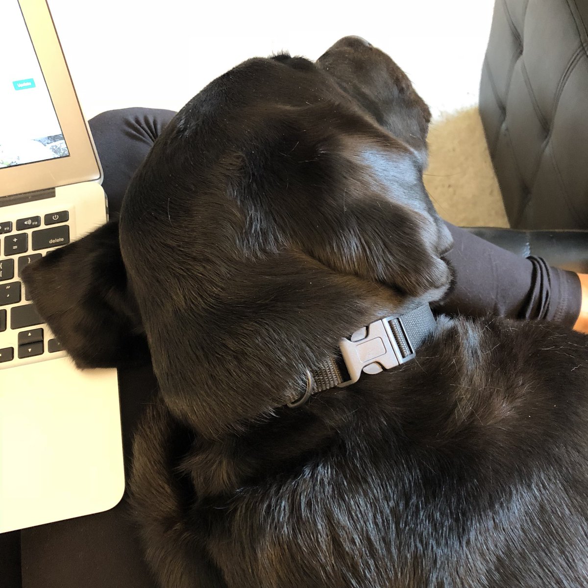 fibersforfido's tweet photo. Hard at work helping mom plan and write - a new idea for a fun fundraising ever is coming soon! #puppylove https://t.co/ccGVCcn7mz