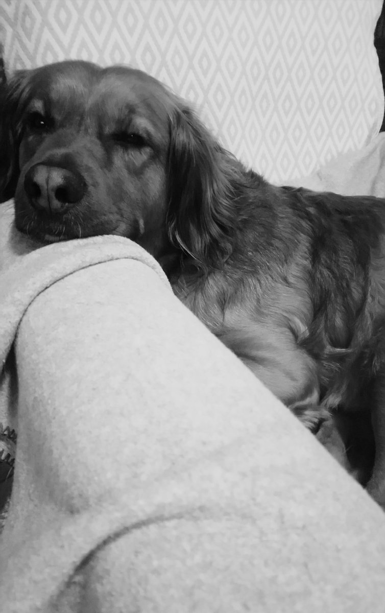 der_pippo's tweet image. #Sofahund #GuteNachtTweet