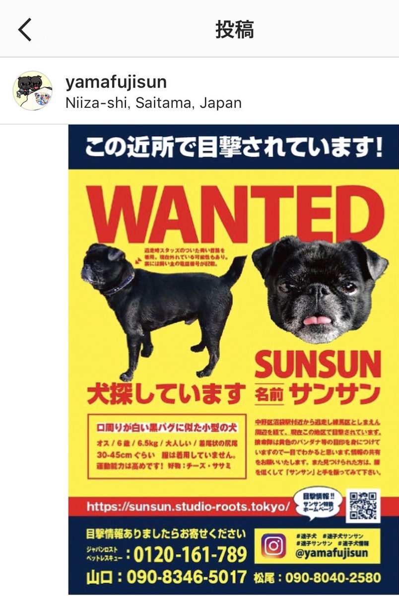 トマト サンサン まだ発見できておりません もう不明になってから日くらいたちます 早く見つかって欲しい 迷い 犬サンサン 迷子犬情報 迷子サンサン 埼玉 大泉学園 保谷 豊島園 黒犬 パグ 小型犬 黒パグ 練馬 板橋 成増 桜台 東武