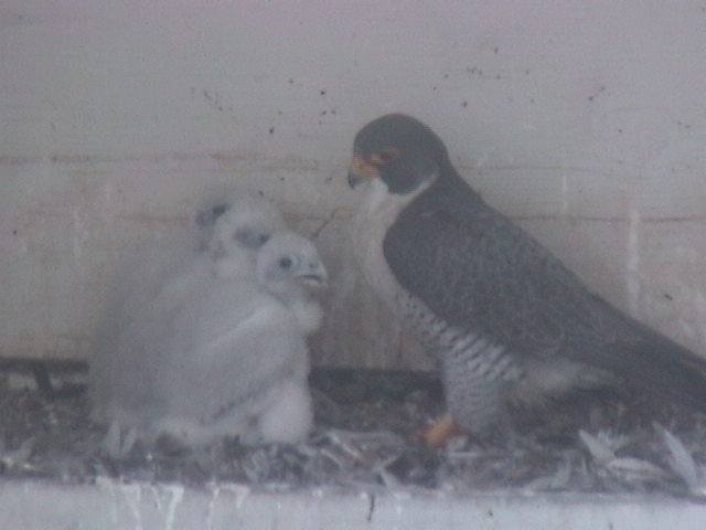 Campbellusd On Twitter Village School Students Earned