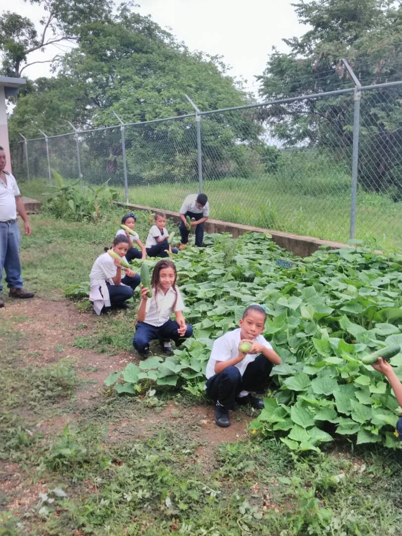 Municipio2's tweet photo. Estudiantes EB "Gran Mariscal de Ayacucho" Calabozo #Guárico muestran con gran orgullo producto de su conuco escolar @NicolasMaduro @JauaMiranda @GiselaLaraToro @MPPEDUCACION @josemvasquez @munozeducguaric #SiQuieresProsperidadVota https://t.co/TToau3pz6f