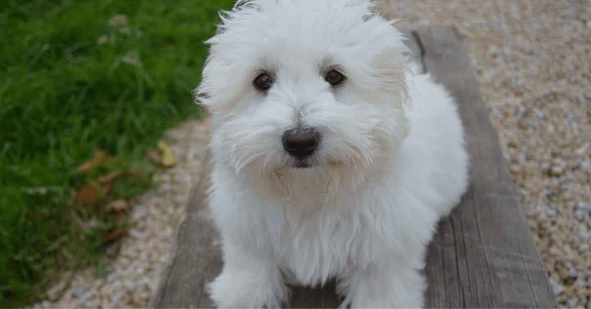 Маленькая белая собачка бишон. Bichon frise maltese mix. Бишон фризе злой. Болоньез хаванез мальтийская. Бишон фризе.