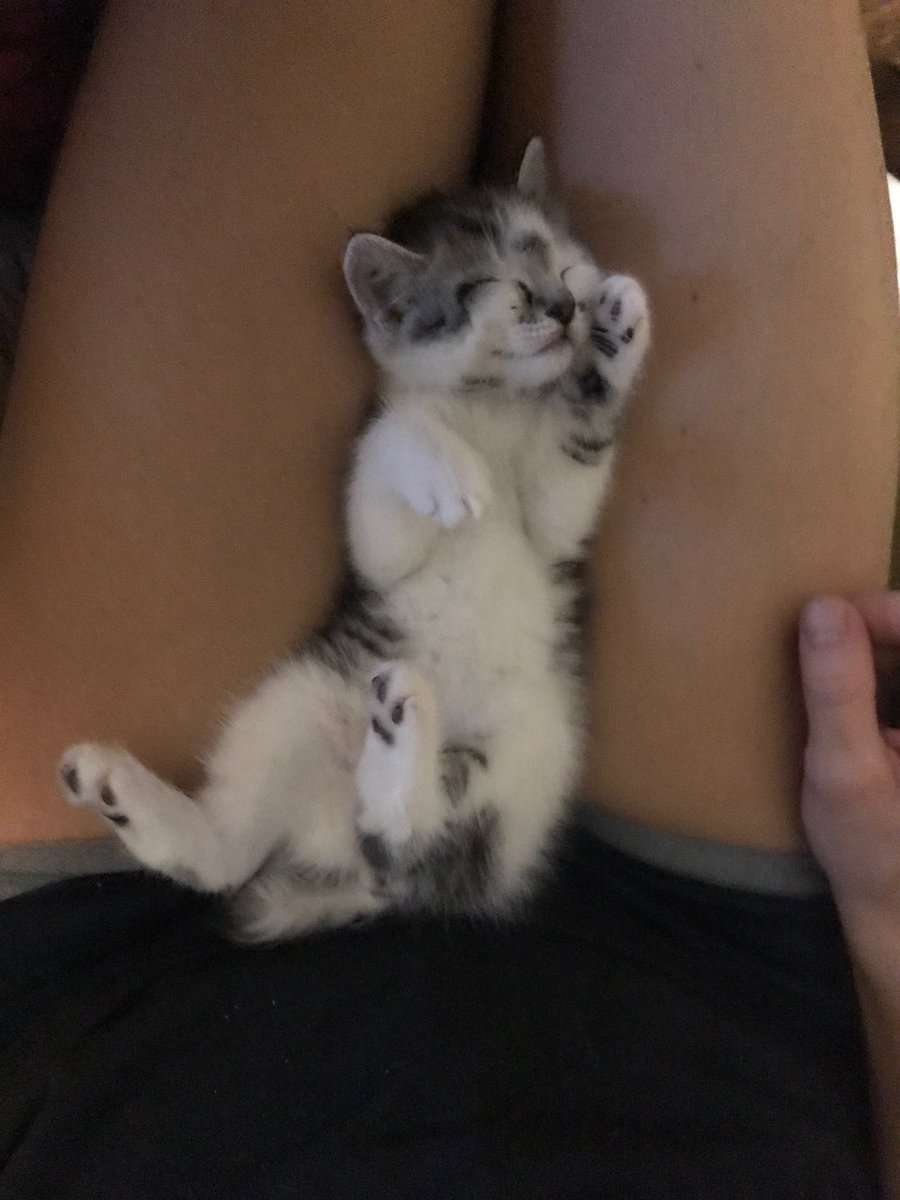 PCBeachLocksvc's tweet image. Omg kitten feet are the cutest!!😍😍