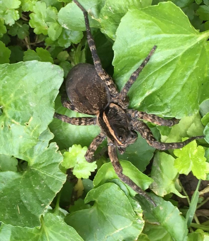 AshleyMonfort's tweet photo. So much nope right now. #wolfspider #springinRVA #inmyyard #inmyhouse https://t.co/5vjYfShpUe