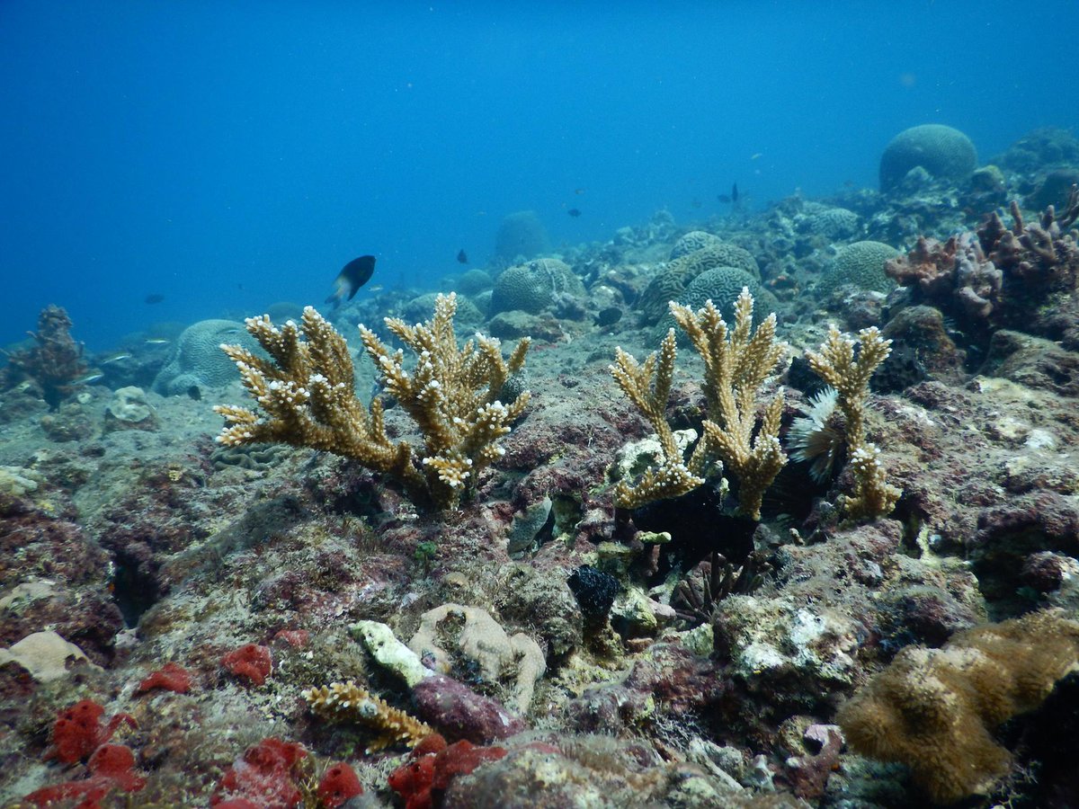 Sistema Arrecifal Veracruzano es un parque marino y área natural protegida.
