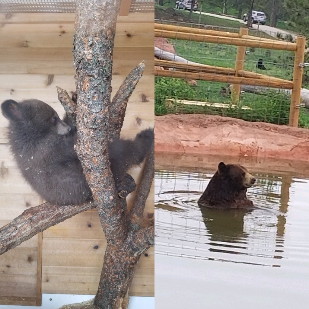 mrsroadpack's tweet photo. @erinkrakow Erin this GIF made me 😍 cuz when I called my mom yesterday for #MothersDay (I live 1k miles from her) she was w/my aunt, cousin, goddaughter & godson at a bear sanctuary. Here’s the pics I got from my goddaughter today! ❤️😂 #MissingFam #Hearties https://t.co/7BWFIC9dWv