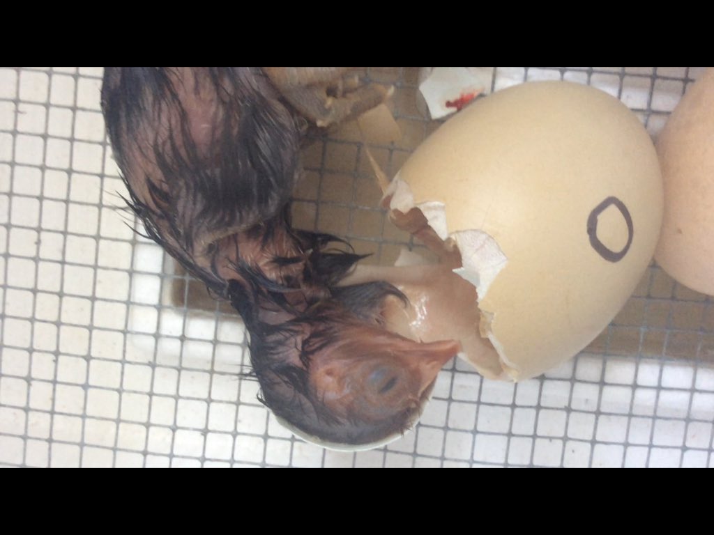 LisaDurepos's tweet photo. We have chicks today! The students have learned so much about the development process, we are so grateful they got to be part of this stage! @alcdsb_stms  #babychicks #lifecycles #reallife https://t.co/OMcKS6tl6J