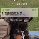 ルンバの名前は自分でつけれる？ピーチ姫にしたら驚きのオープニングみたいになったｗ