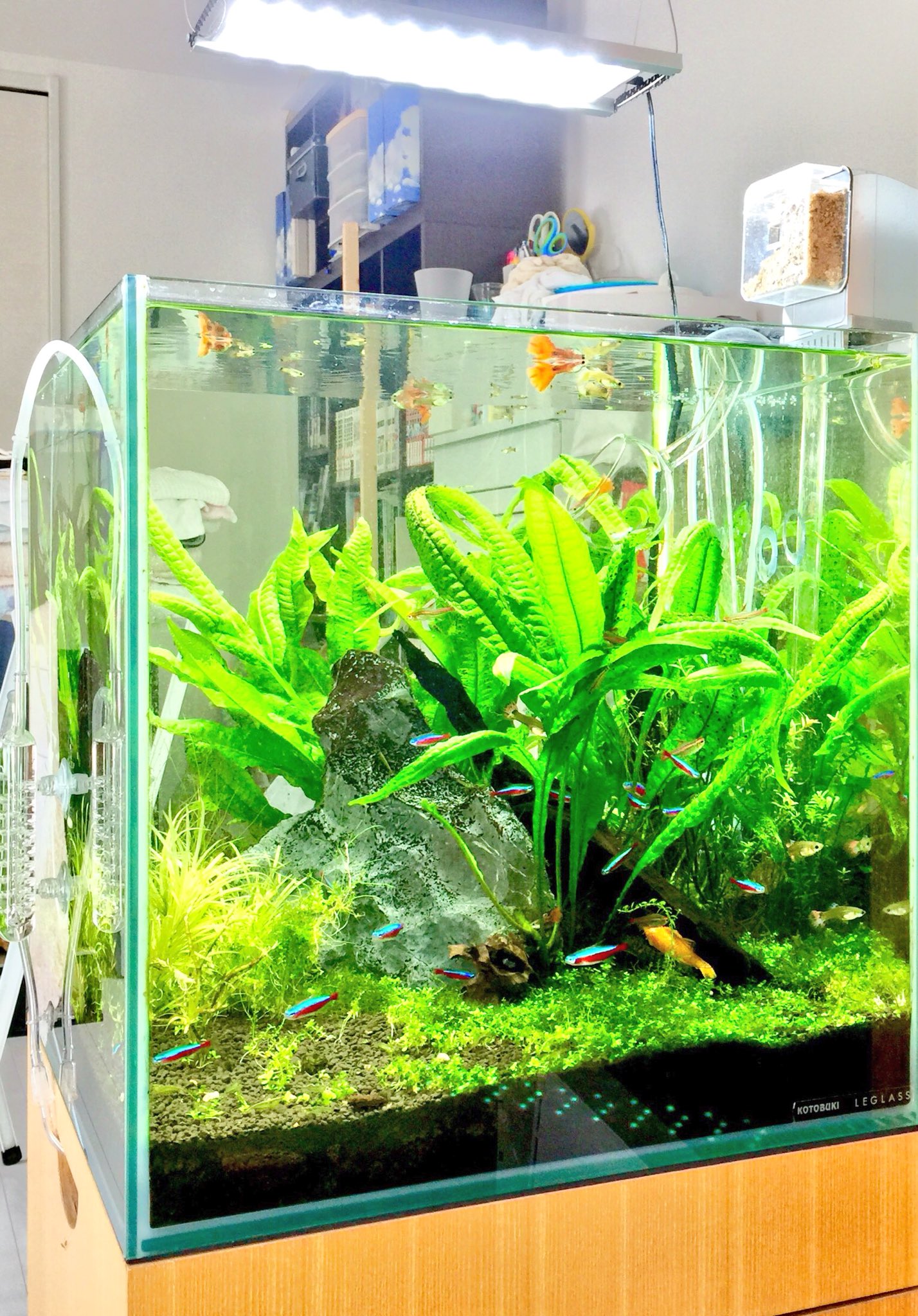 オホーツクのアクアリウム En Twitter 45cm水槽お掃除 アクアスカイムーン Ada 水草水槽 熱帯魚 T Co Egu3l1e4ca Twitter