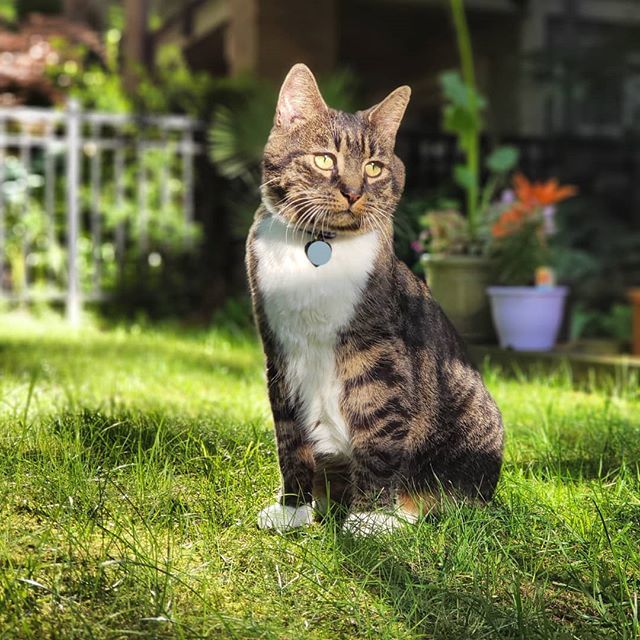 Hakuna Matata!
#hakunamatata #thelionking #disney #whiskerrunwaymeowdel #outdooradventures #outdoorkitty #loganthemanx #bestmeowdel #meowdel #gentcats #topcatsclub #bestcataward #catsofig #igkitty #adoptbcspca #bcspca #bcspcaalumni #adoptdontshop #manxca… instagram.com/p/Bix8lMXlsoJ/
