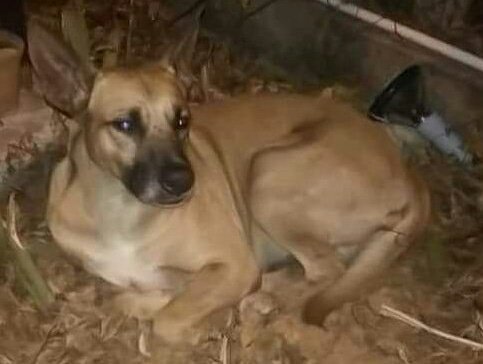 Tango_BME's tweet photo. SE BUSCA A SUS DUEÑOS Perro mestizo color canela de 1 año aprox. Hallado en la Av. Motatán BELLO MONTE, Caracas. 14 de mayo. Está en la vigilancia de las Res Manaure 1 y 2. Inf 0414-2064453 vía @aidalopezmendez https://t.co/72hBTjKfFq
