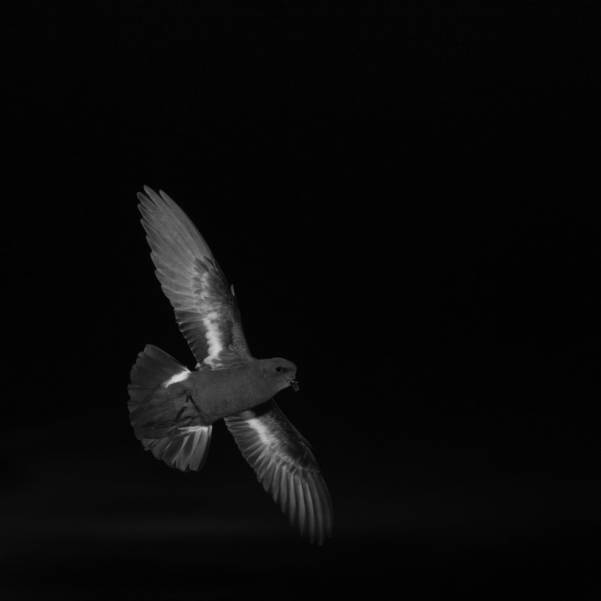 SkokholmIsland's tweet photo. At least seven Storm Petrels entered the Petrel Station last night and one spent the day! #ThisMightActuallyWork https://t.co/UIbjz8EwJM