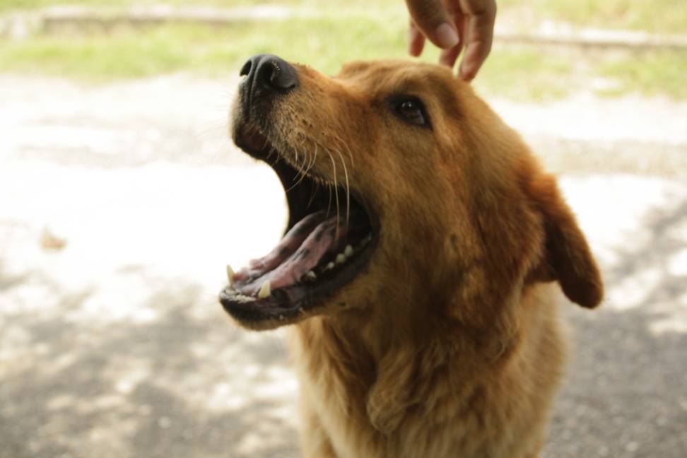 asoacan's tweet photo. Feliz inicio de semana, te desea nuestro peludo amigo Teo!!! 🐶
#mascotas #adopcion #14May #NoCompresADOPTA #perros #FelizLunes #AdoptaNoCompres #cabudare #Barquisimeto #Venezuela #rescate #amigos https://t.co/3jwCqQDu46