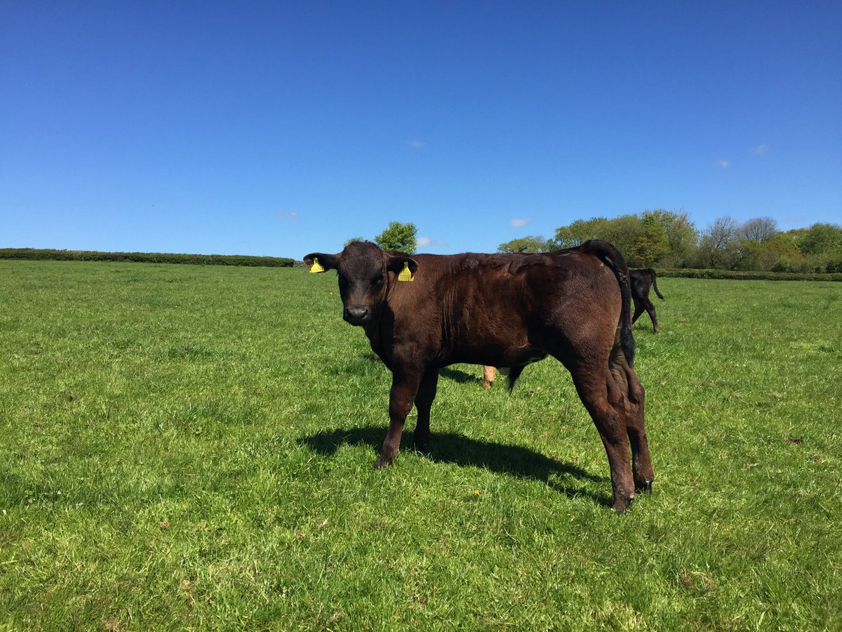 HappycowRachel's tweet image. And they are finally all out! Hurrah to the end of the longest winter ever!!!!