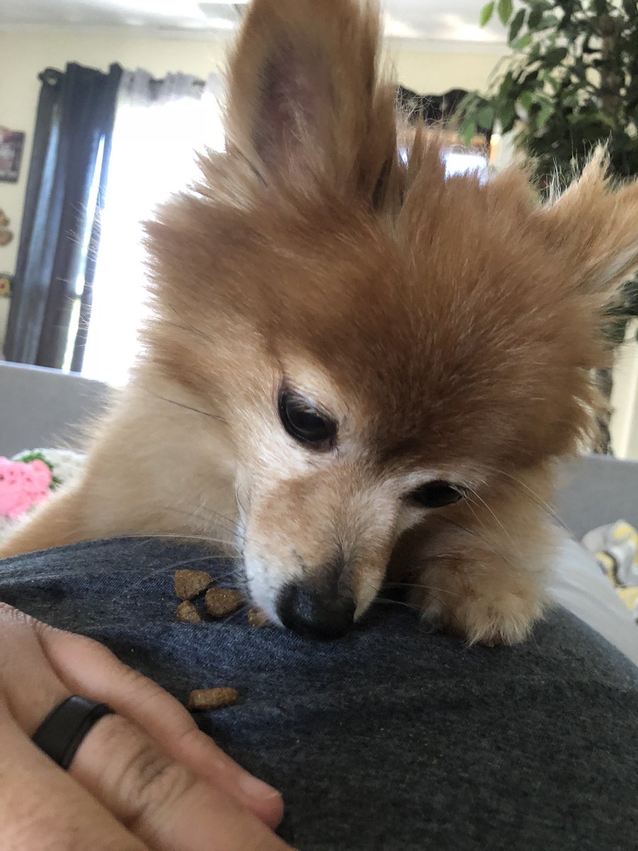 thesircrunchee's tweet photo. So...my dog is really spoiled in general but worse when we travel to my moms. She refuses to eat unless she is hand fed...so she ate it off my chest a little bit at a time.
#pomeranianlife
#spoileddog
#sherunsthishouse https://t.co/AzF4gnZE1R