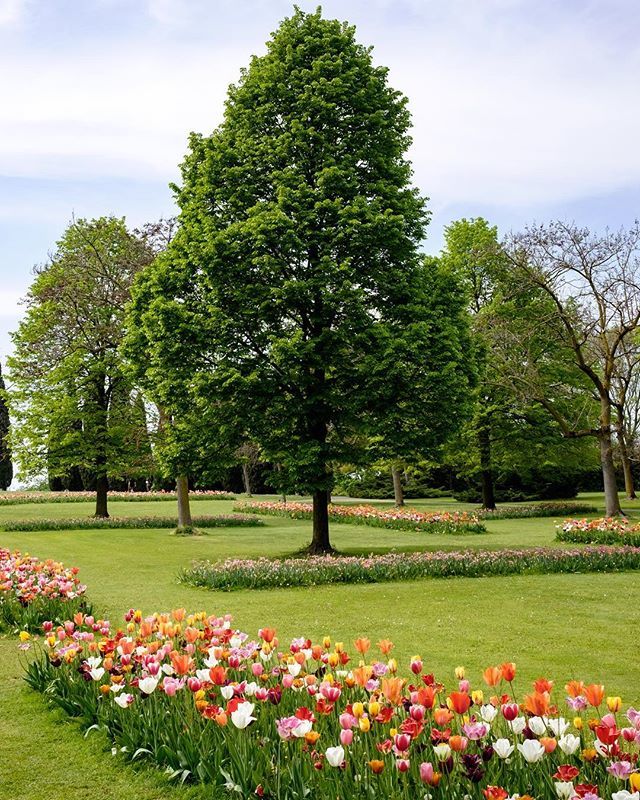 _andreacoro's tweet photo. Green, ovunque ti giri al Parco Sigurtà ci sono un milione di colori pronti ad accoglierti! #green #verde #parcosigurtà #flowers #fiori #albero #tree #nature #natura #italy #relax #peaceful #peaceofmind #igersitalia #italia #peaceful #xt1 #fujifilm #xf23 #proneghi #sky #blu … https://t.co/AglZ2RvbYX
