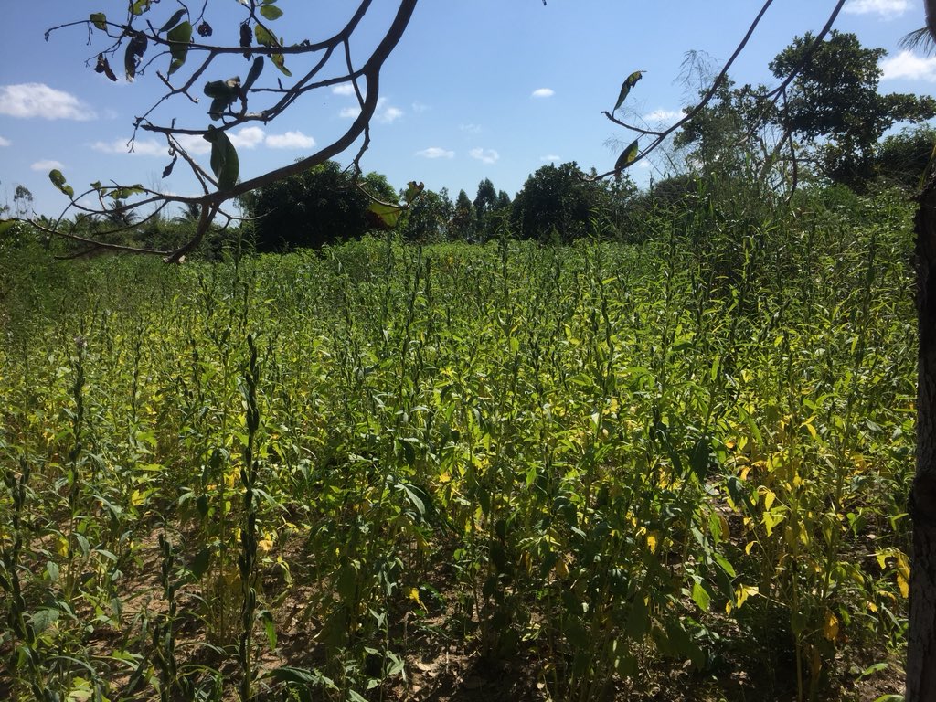 agrisolos's tweet photo. @JorritRO Sesame crops Dondo Sofala https://t.co/o0qXAEEBJ8