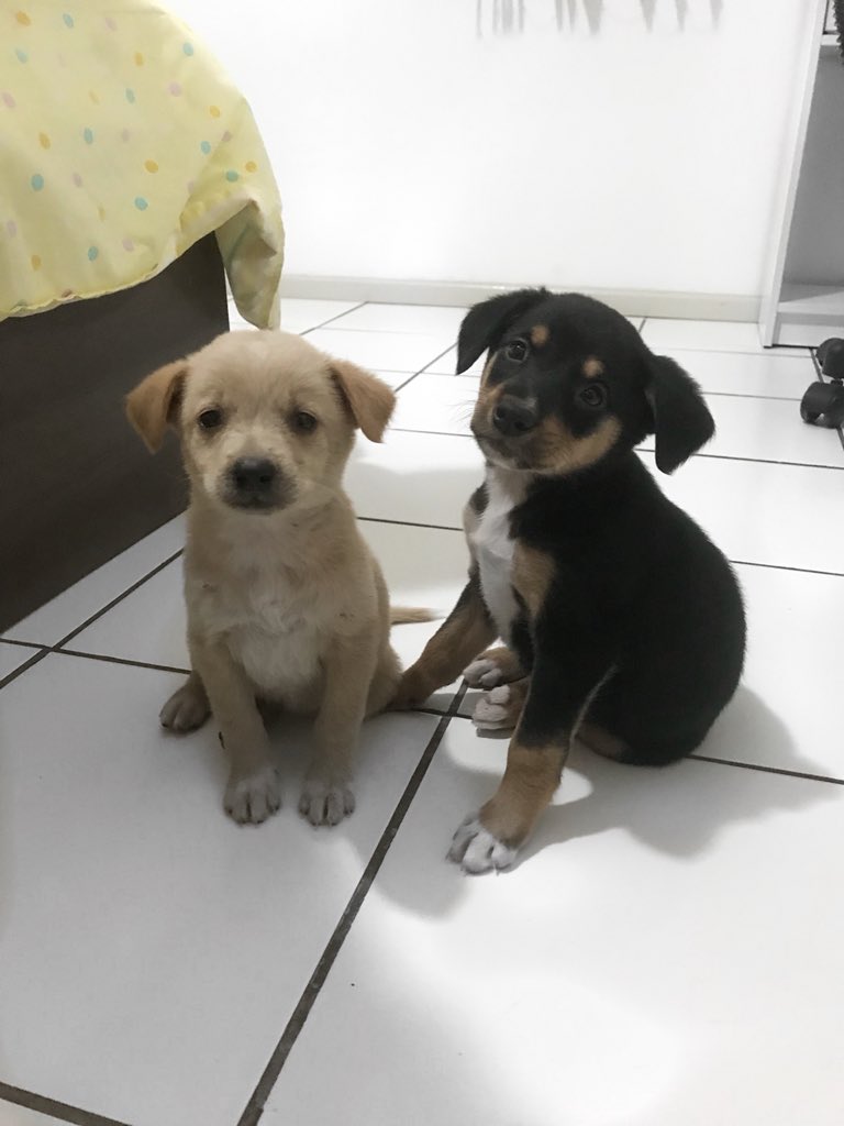 raynaramv's tweet photo. Está tudo registrado, gravei cada detalhe da situação dos animais e não vou me calar por aqui, cansada de existir coordenadoria e outras mil coisas que não servem pra NADA! PRECISO de lar temporário URGENTE 🙏🏻 https://t.co/q1X0GFVGBe