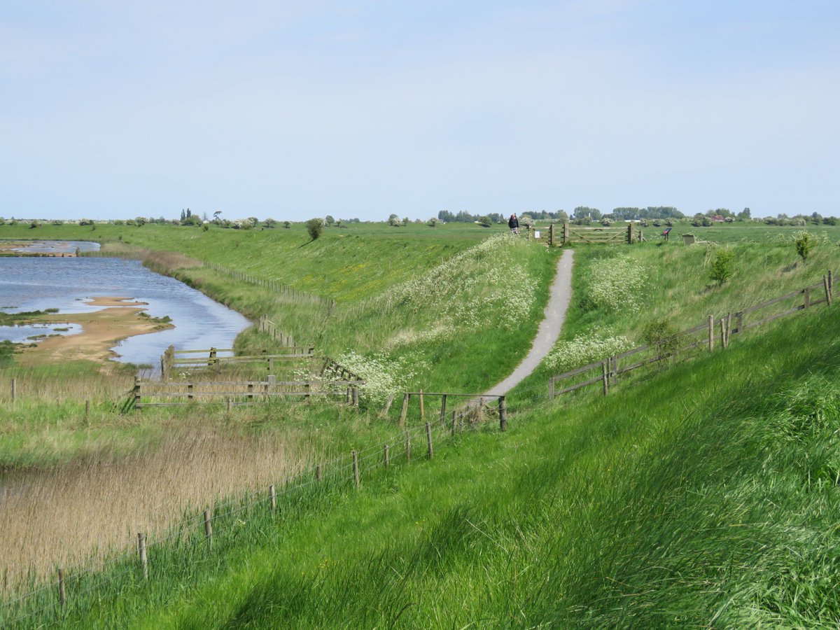 StevenFalk1's tweet photo. Fantastic weather at RSPB Frampton today. Discussing sea wall management for pollinators with @EnvAgency and RSPB @Natures_Voice and photographing the odd bird. An important site for the Sea Aster Bee. https://t.co/7ThC72YhqP