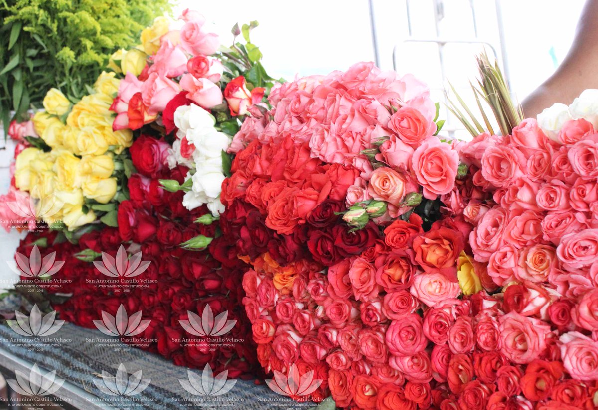 SanAntoninoCV's tweet photo. Así se vivió la 1a. Expo-Feria de la Rosa en nuestra población, un esfuerzo conjunto entre autoridades y productores para dar mayor impulso al comercio local de San Antonino y sus alrededores en la Nueva Central Regional de Abastos. #Oaxaca #ConsumeLocal https://t.co/yiPFKljgEI