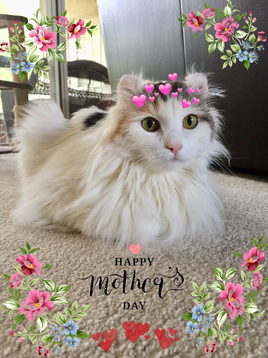 Hope you all had a lovely Mother’s Day yesterday!!💕🌸 #happymothersday2018 #catsoftwitter #curlyearedcat #missyouall 😿