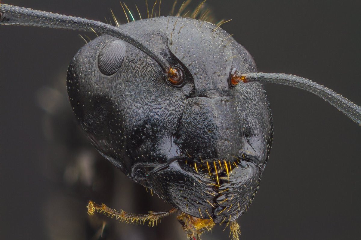 ( Camponotus vagus ) Yani karınca