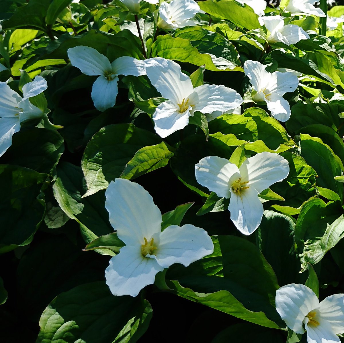 Lysichiton Twitter Search