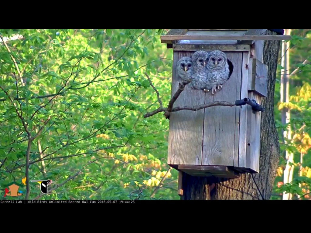 Wild Birds Unlimited On Twitter The Last Owlet Dock Fledged