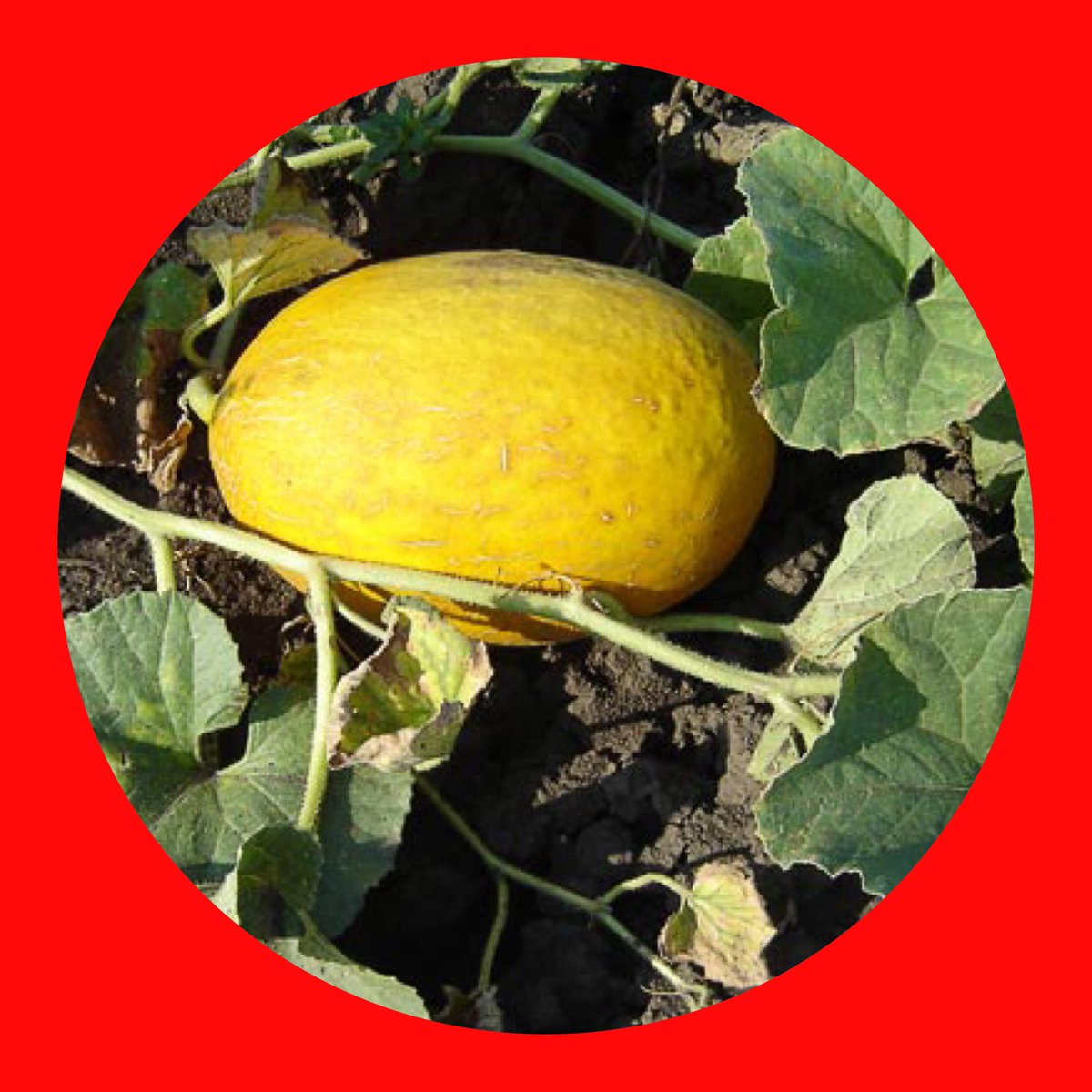 tetsumatsu1's tweet photo. goodmorning
Birth fruit of today
キンショウメロン
(korean melon)
15.5
#キンショウメロン
#koreanmelon
#誕生果
#birthfruit https://t.co/UV960PLUmh
