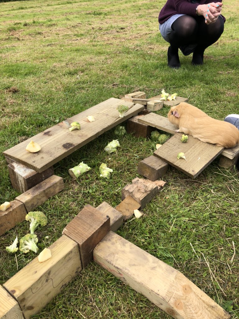 Wellieson's tweet photo. We spent the first day of #MentalHealthAwarnessWeek @heybridgekcat with our #FlatPackFarm helping students to work on #Boundaries &amp; enabling a space to #Breath &amp; #Reflect
And...one of the young hens laid her first egg whilst we were there #HappyHens #LayingEggs #EggsforBreakfast https://t.co/mCao5FUsa7