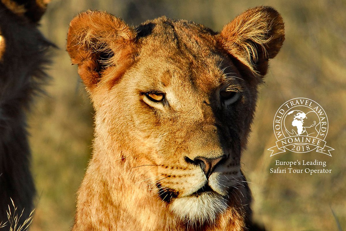 TrueTravel_'s tweet image. There are only a few more days left to vote for us as Europe’s Best Safari Tour Operator at the @WTravelAwardsIT. Go to the link below to vote, it takes less than a minute 🗳 Thank you so much 🙏

bit.ly/PlsHelpUs